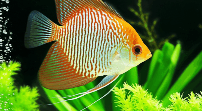 Kumpulan Ikan Hias Yang Paling Banyak Diminati Di Indonesia